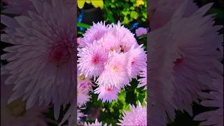 Beautiful Chrysanthemum ×grandiflorum flowers😍 beautiful flowers ytshorts kingdom viral [upl. by Anilac623]