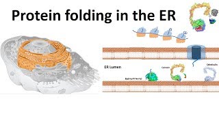 protein folding in the ER [upl. by Tsenre548]