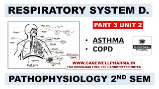 Unit 2  Asthma  COPD  Respiratory System  Part 3  Pathophysiology b pharm 2nd semester [upl. by Urina]