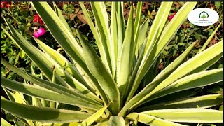 Plant Care with Sahar  Agave angustifolia Care and Information [upl. by Fanchon637]