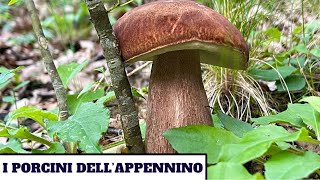 I PORCINI DELLAPPENNINO  funghi 2024 [upl. by Renita]