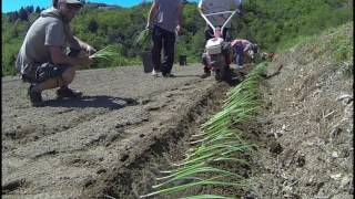 Vidéo plantation oignon [upl. by Nanreit]