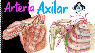 Arteria Axilar ‐ Fácil y Didáctico [upl. by Vonni]