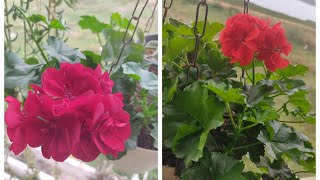 How to grow n care Ivy geraniumsTrailing geraniums Growing Ivy geraniums in hanging baskets [upl. by Eniamraj400]