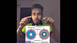 Kya h yrr jldi samajh lo bapre diploblastic triploblastic trendingvideo viralshorts scienceallen [upl. by Reiner]