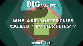 Why are butterflies called quotbutterfliesquot  Big Questions Ep 13 [upl. by Adamek]