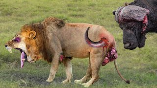 Shocking Moments When Painful Lions Are Attacked And Tortured By Africas Deadliest Preys [upl. by Erbe266]