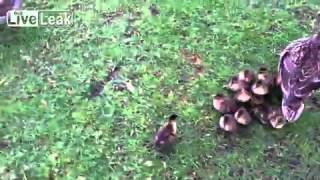 Ducklings eaten while their mother gets assaulted by horny males [upl. by Elleinod47]