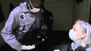 New Gorilla Orphan Confiscated from Poachers [upl. by Janeva]