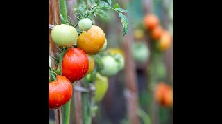 Diagnosing Tomato Problems with Jenny Glass [upl. by Leber418]