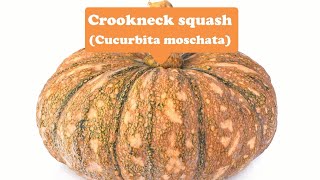 Looking for loveCrookneck squash [upl. by Gahl]