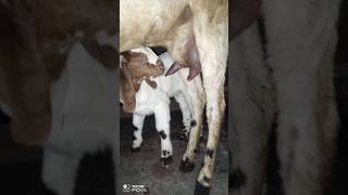 सबसे ज्यादा दूध देने वाली बकरी कौन सी होती है milk goat babyanimal viral funny vlog [upl. by Lisbeth352]