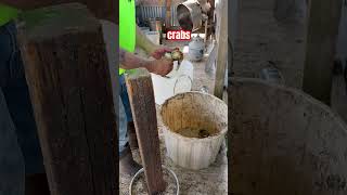 cleaning crabs after day of bottom fishing pacific city fishing pnw outdoors ocean [upl. by Dearr]