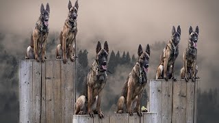 Belgian Malinois The Insane Superhero Dog [upl. by Cordy]