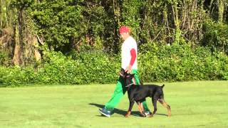 Dog Training  Competitive Focused Heeling with Ivan Balabanov [upl. by Lepley]