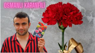 KARANFİL NASIL YETİŞTİRİLİR  Karanfil Tohumu Nasıl Ekilir [upl. by Farrell]