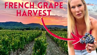 Experience the Magic of Vendanges 2024 French Grape Harvest amp Wine Making in Scenic Southern France [upl. by Garreth]