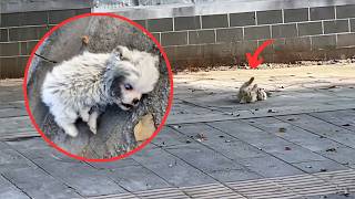 Mother dog couldnt save her hydrocephalic puppy leaving him twitching until a kind person rescued [upl. by Maisey]