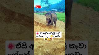 Chiki Chiki Bom Bom Rosa Kele Api ytshorts short trending Song Tiktok shortvideo Elephant 🥰 [upl. by Noicnecsa]