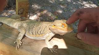 Mr Pancake getting some sun 😎🥞 beardeddragon [upl. by Edyak]