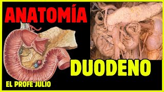 💪 ANATOMÍA del DUODENO  ¡LA MEJOR EXPLICACIÓN [upl. by Mccord656]