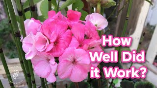 Overwintered Geraniums update  which method worked best [upl. by Consuela]