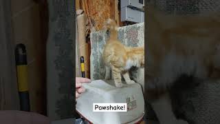 Pawshake  Finger Shake cutekittenvideos kittyantics cutekitty [upl. by Imuy]