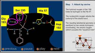 Chymotrypsin mechanism [upl. by Paresh]