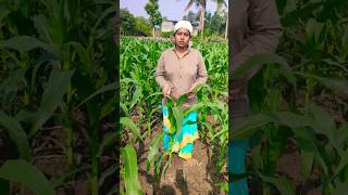 Syngenta swc1 maizesweet cornmaizesyngenta seeds maize swc agriculturefarmingvegetables [upl. by Ted]