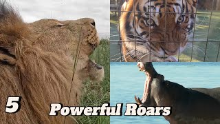 5 Animals with the Most Powerful Roars in the Wild 🦁🐯🦛🐻🐘 [upl. by Missi905]