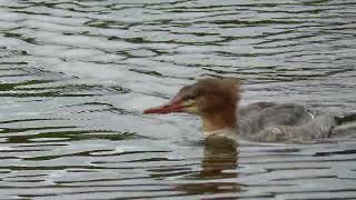 Mergansers [upl. by Eugaet739]