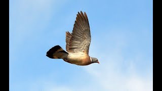 The Shooting Show – winter oilseed pigeon control with Geoff Garrod [upl. by Eastman]