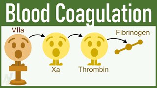 You Will FALL IN LOVE WITH PHYSIOLOGY After watching This Video on Blood Coagulation [upl. by Arnelle307]