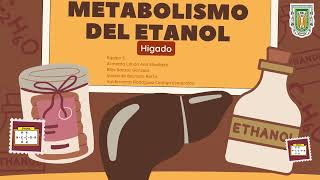 Metabolismo del Etanol [upl. by Dnesnwot]