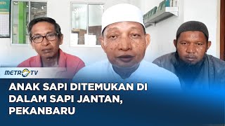 Viral 2 Anak Sapi Ditemukan di Dalam Sapi Jantan [upl. by Ardnuasak]