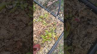 Trimmed the dormant VFTs carnivorousplants garden plants winter dormancy [upl. by Sinnelg766]