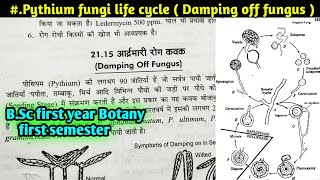 Life Cycle of Pythium fungi Damping off Fungus  Reproduction in pythium fungi BSc first year [upl. by Ennej]