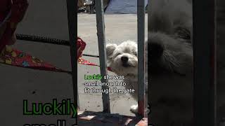 Homeless dog by a busy road Full rescue video wwwHopeForPawsorg animalrescue love cute [upl. by Sac]