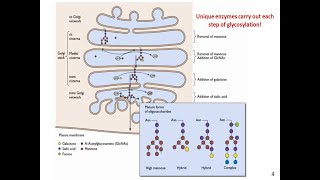 Glycosylation in Golgi Complex [upl. by Hollingsworth]