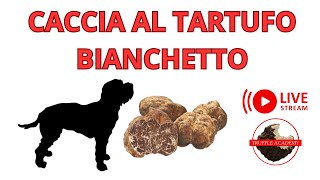 Tartufo Bianchetto e DOVE TROVARLO [upl. by Derick]