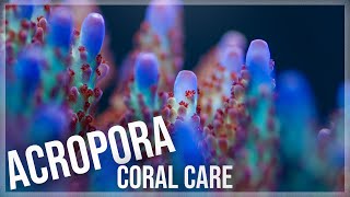 Fundamentals of Acropora Coral Care  SPS [upl. by Ewer]