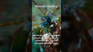 Mantis Shrimp Unique Skill [upl. by Ahsele]