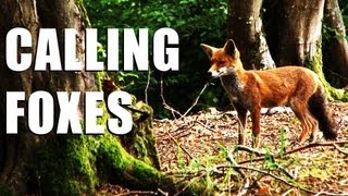 Fieldsports Britain  Shooting foxes rabbits and how Italians run estates [upl. by Leotie]