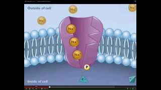 LECTURE Introduction to Resting Membrane Potential and Active Processes of the Cell [upl. by Asseram]