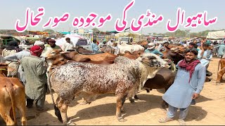 Sahiwal Cattle Mandi Update 14062022 [upl. by Aennyl894]