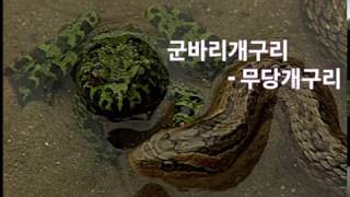 독개구리무당개구리 poison frog Korean firebellied toad 뱀을 완전무시하는 무당개구리 일명 군바리개구리 [upl. by Shlomo336]