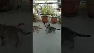 kittens Play Time🐈🕝ಕಿಟ್ಟೆನ್ಸ್ ಪ್ಲೇ ಟೈಮ್किटेंस प्ले टाइमkittenkittenskittenvideoscatshorts [upl. by Ilsa]