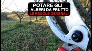 POTATURA ALBERI DA FRUTTO VEDIAMO LE REGOLE GENERALI PER POTARE [upl. by Curren]