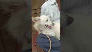 funny marathi comedy dog pets comedy marathi jokes mimicry video marathi vinod chavat jokes [upl. by Lorene]