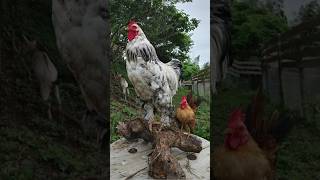 Worlds Biggest Rooster  Giant Rooster  Merakli the Brahma King [upl. by Alvina]